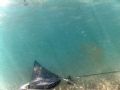 Spotted Eagle Cruisin in the shallow grass beds in Duck Key. I took this just wading in about 3 ft of water with no flash... I love the way the sun shines in through the water.