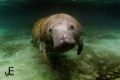 Manatee, Crystal River, FL
Canon 7D, Tokina 10-17mm, Nauticam, f.45 1/80 iso200 no strobes.
This manatee loved its reflection in my dome