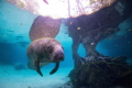 Crystal River Manatee