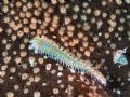 Bristle Worm, off of the West end of Cayman Brac.