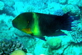 Broomtail wrasse-depth 2-30m