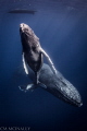 A curious baby humpback swims by me on the way to get a breath. The escort male is just visible behind momma. Despite the protection of the adult whales, two orcas killed and ate the baby the day after this photo was taken.