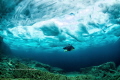 I have shot this photo in Tobermory Ontario. Water temp.was 1 degree Celsius and we were under the ice for 53 min.I used my D800E Nikon in Aquatica housing