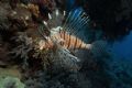 Lionfish
Marsa Alam, Nov 2005
