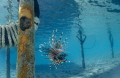 Whenever I came in for a dive I noticed this particular Lionfish always by the jetty. I love the contrast in colours and the idea that exotic species are often so close to our own environments; we just need to open our eyes more.