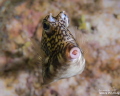 Curious cowfish from a night dive at Sunset Reef in Grand Cayman.