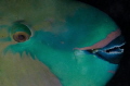 I noticed this Parrotfish on a night dive and it was so still - I was able to have the opportunity to really concentrate on lighting and camera settings. I like how you can see so clearly the textures of the teeth.