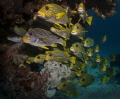 typical schooling Sweetlips in Raja Ampat, taken at the Jetty/Aborek