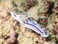 Chromodoris willani off of the coast of Borneo (Kapalai Island)