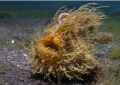 Hairy Froggy, Lembeh Strait