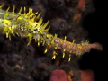 Was shooting seven(!) of these ornate ghost pipes together in Anilao when this guy suddenly jumped.  I worried that I had touched it, but then saw the small fish in its mouth!  I managed to get this shot off before it began swallowing.