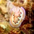 Chromodoris coi