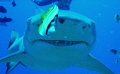 He's only go eyes for the fish! Lemon Shark in Polynesia