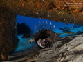 Lion fish under a piece of the Djabeda wreck in Mauritius.