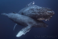 Buoyancy. A still-buoyant baby humpback uses mom's body to stay below the surface.