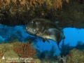 This afternoon, Giant Trevally entered a cave at 33 meters.
Around the cave lots of big pink soft coral.