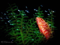 Coral grouper was in hiding. Shy animal so could only get one shot. Canon S95, f8 1/500 Inon S2000.