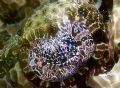 Close up of a Crocodilefish's eye.