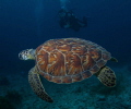Turtle and Diver in Bonaire