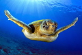 Green turtle under the sun in Canary Islands