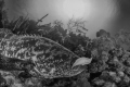 Dinner Time! Goliath Grouper eating a yellow stingray.