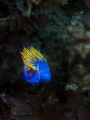 nudibranch