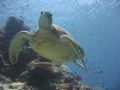 Green turtle on South Point, Sipadan, Malaysian Borneo. Working in Semporna I saw on average 20 turtles per day, but I never stop being amazed by them.