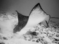 I've learned to lay quietly on the sand and gently dig when encountering Eagle Rays. Some come over and start digging for tasty morsels right next to me. This one is over 5 feet wingtip to wingtip. Oahu, Hawaii.