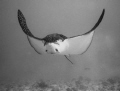 Curious and photogenic Eagleray approaching within 2 feet. Corner Pocket, Maunalua Bay, Oahu Hawaii