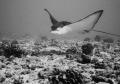 My new friend.. Maunalua Bay, Oahu Hawaii