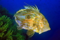 John Dory fish