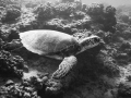 Green Turtle cuising the reef, Maunalua Bay, Oahu Hawaii