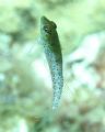 This is a blenny that we caught in mid water off of Littel Cayman. I am still amazed at the detail of its fins. I used a Canon D10 in a Subal housing with natural light.