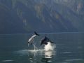 Picture taken about 10 km West of Bella Coola, on the West coast of British Columbia.