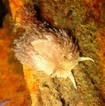 Shaggy Mouse Nudibranch. Night Dive at Redonde Beach Washington