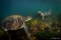 A curious harbor seal plays with a green turtle in San Diego, CA