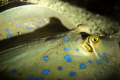 Blue spotted ray at rest