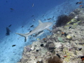 grey reef shark @ fish head (Maldives)