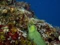 Beautiful eel in Cozumel, Mexico.