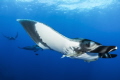 Pacific Giant Manta taken at el Boiler, Socorro Islands. Nikon D7100 & Tokina 10-17 @10mm. Nauticam Housing & Sea & Sea YS-D1 strobes f11 1/160th ISO 400.