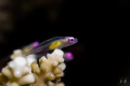 Pink eye goby - Mayotte