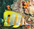 A Beaked Coralfish (Chelmon Rostratus) at
koh Doc Mai,Thailand.