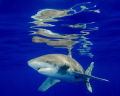 Surface reflections from an oceanic white tip in Cat Island