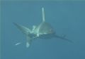 Oceanic Whitetip off Elphinstone Reef (Marsa Alam, Nov 2005)