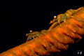 Zanzibar whip coral shrimps