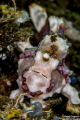 frogfish