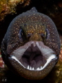 I need a dentist... 3 bugs in a moray eel's mouth - Reunion Island