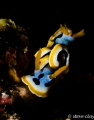 Chromodoris Annae