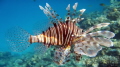 Red Sea, Lion fish (Pterois antennata)
Egypt, Hurghada, Sahl Hasheesh Bay...