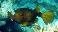 Boxfish (Ostracion cubicus)
Egypt, Hurghada, Sahl Hasheesh Bay...